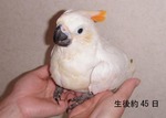 kokisa92.jpg