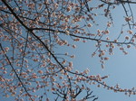 sakura.jpg